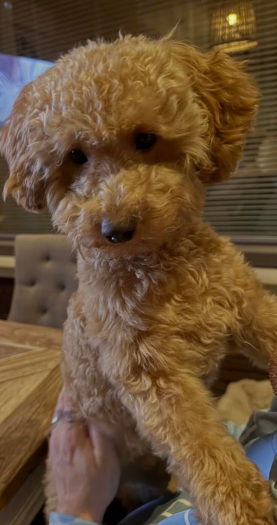 Prachtige Ervaren toypoedel DEKREU, Reu, 1 tot 2 jaar, Parvo, Eén hond