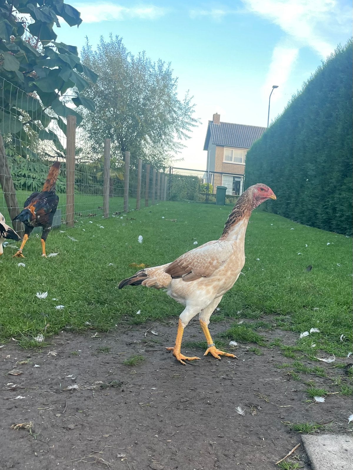 Shamo hennen, Dieren en Toebehoren, Vrouwelijk, Kip