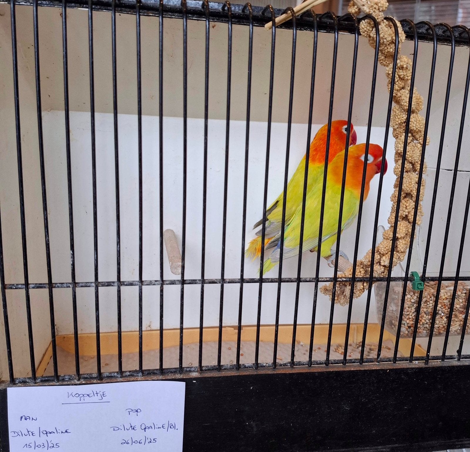 Agapornis Fischeri Dilute Opaline, Dieren en Toebehoren, Vogels | Parkieten en Papegaaien, Meerdere dieren, Dwergpapegaai of Agapornis