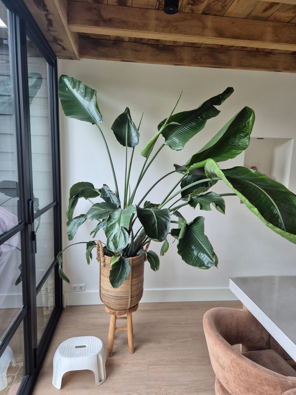Strelitzia Nicolai, Huis en Inrichting, Kamerplanten, Groene kamerplant, Ophalen, Overige soorten, Halfschaduw
