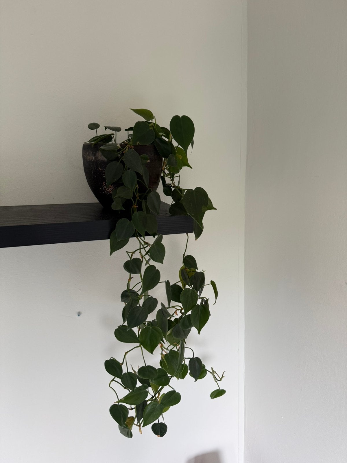 Hangplant (Philodendron scandens), Huis en Inrichting, Ophalen