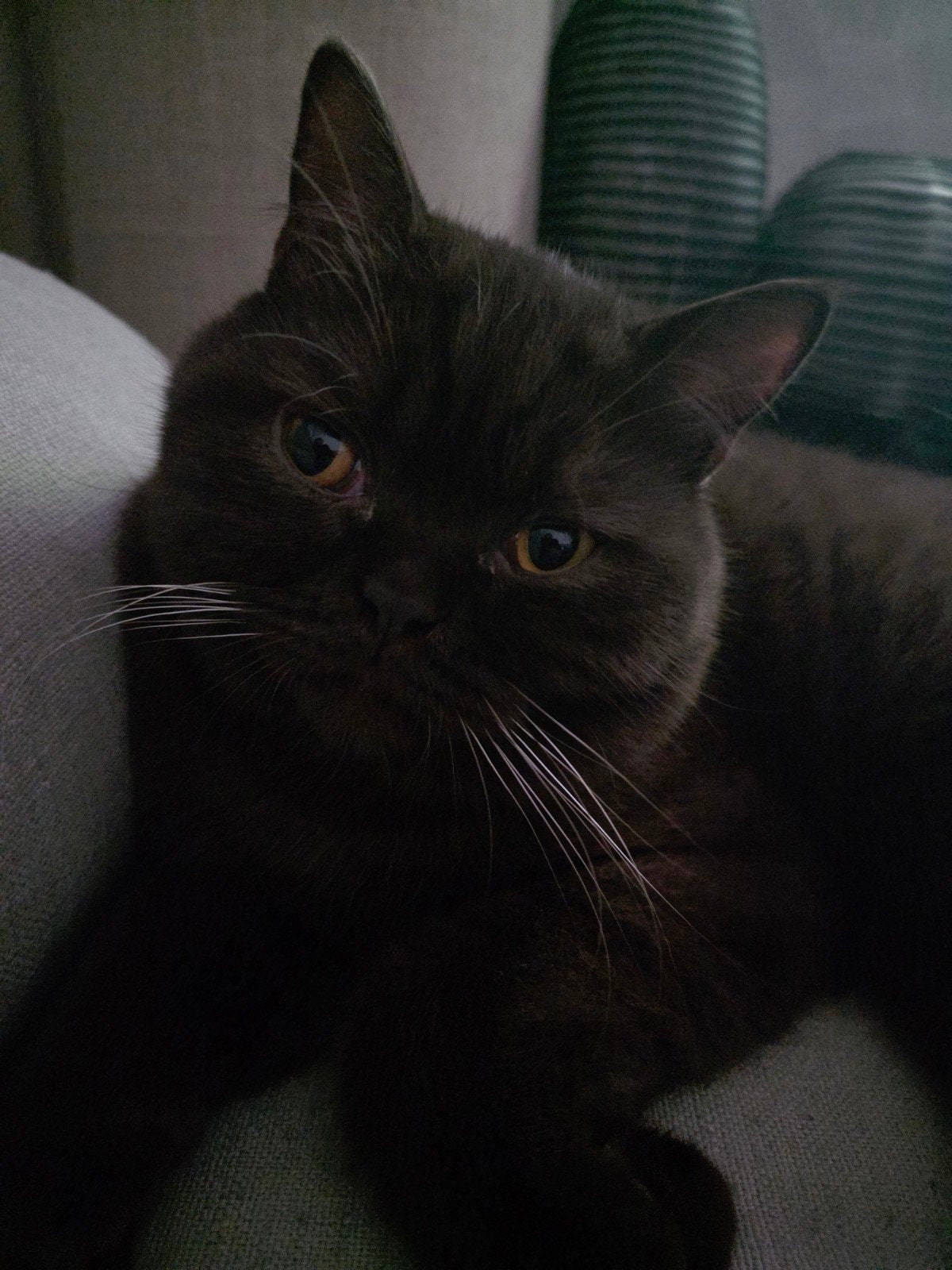 bruine dekkater Britse Korthaar  (let op niet tr koop!!!!!!), Kater, Kortharig, 0 tot 2 jaar