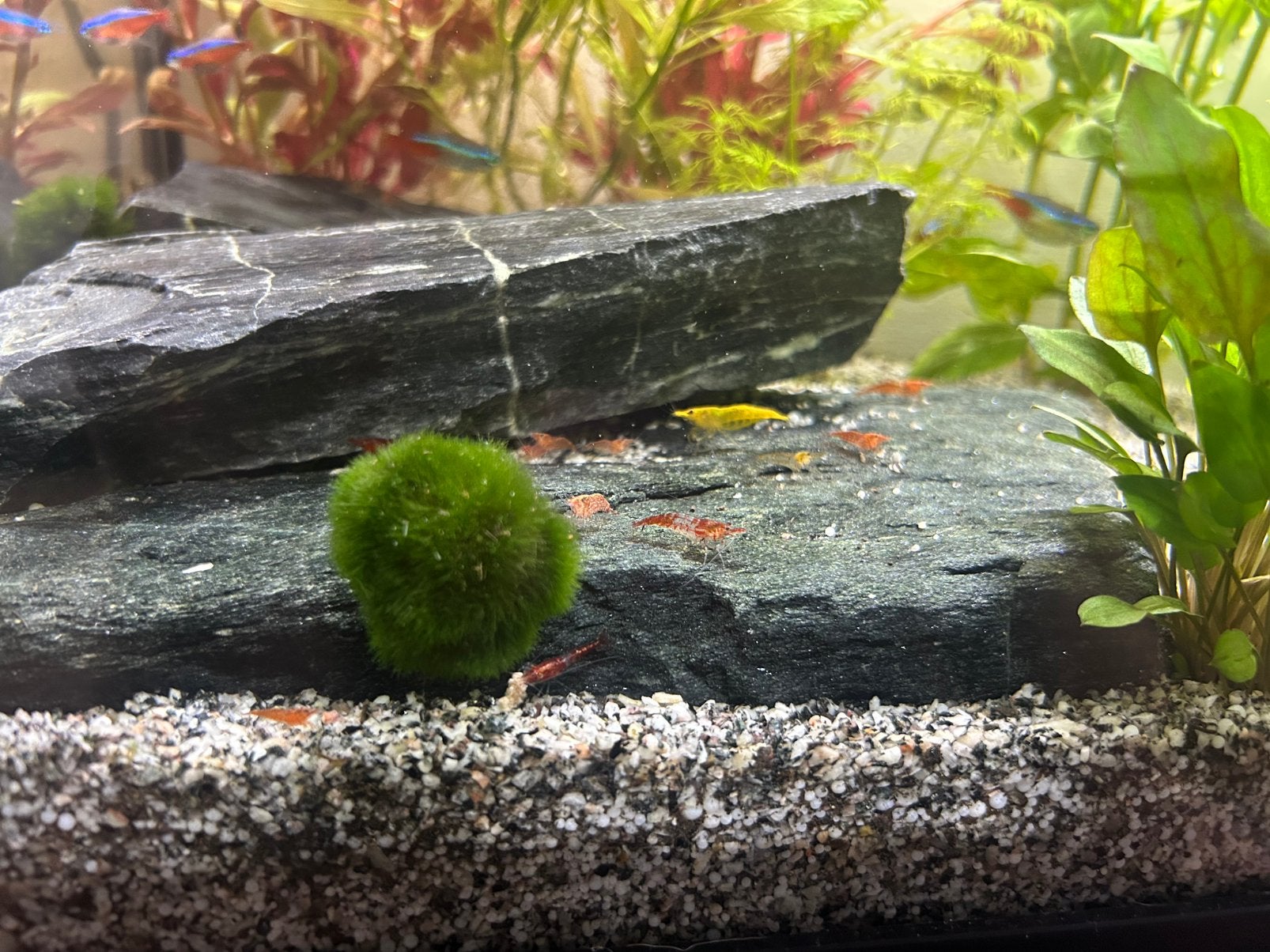 Kleine garnalen mix 12 voor €5, Dieren en Toebehoren, Vissen | Aquariumvissen, Kreeft, Krab of Garnaal