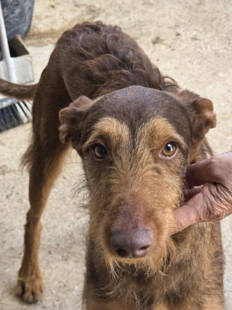 ACE: Rufo is vriendelijk en lief voor mensen, Particulier, Reu, 1 tot 2 jaar, Buitenland