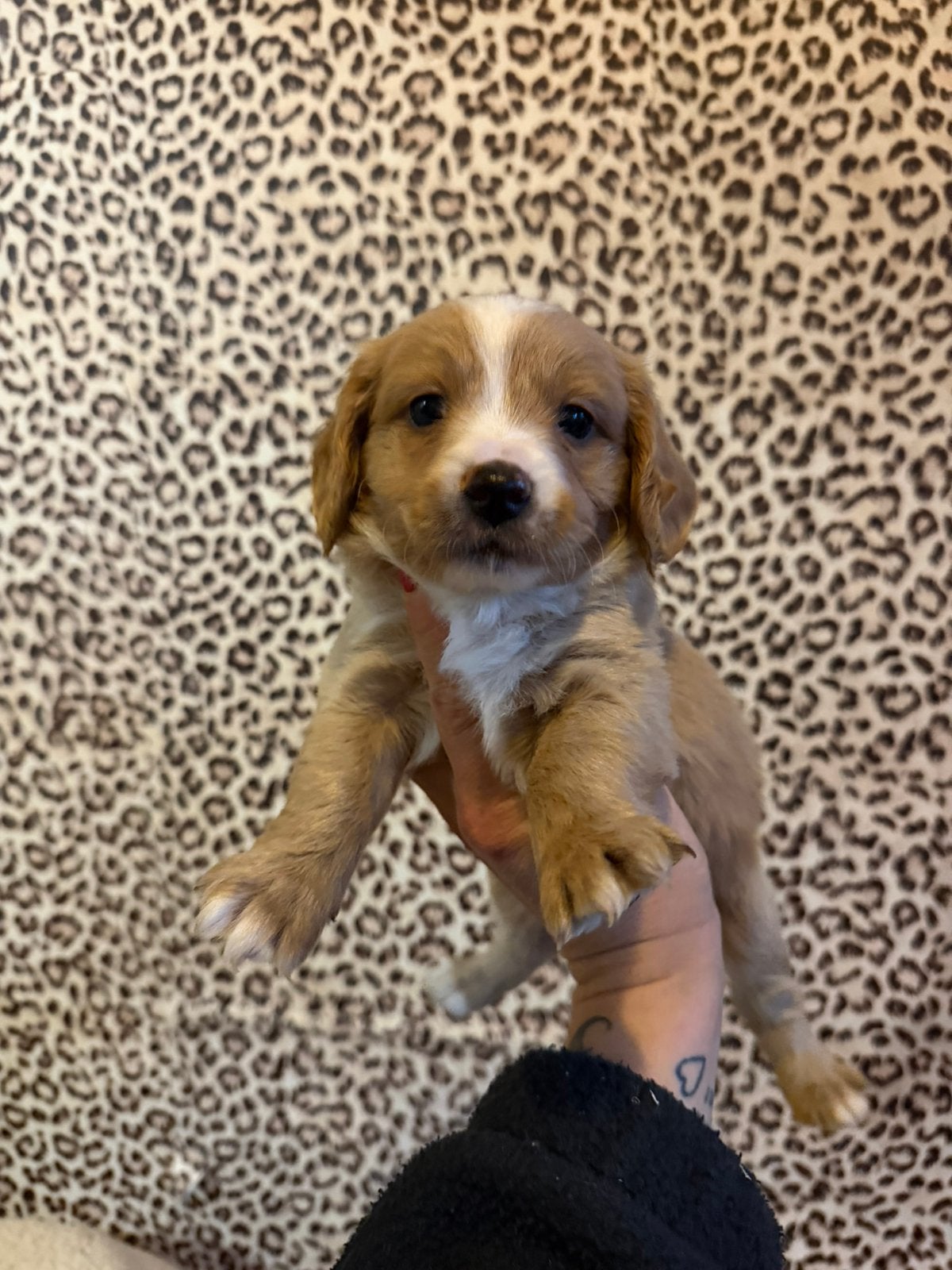Maltipoo pups, maltezer x toy poedel, Nederland, Overige rassen, CDV (hondenziekte), 8 tot 15 weken