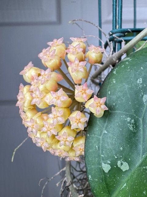 Hoya yuna met peduncle, Huis en Inrichting, Ophalen of Verzenden, Overige soorten, Halfschaduw, Minder dan 100 cm