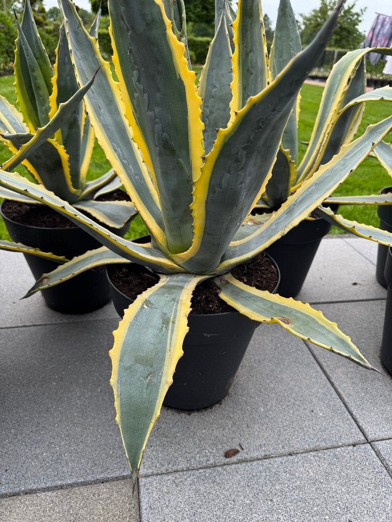 Super mooie grote Agave Americana 's, Tuin en Terras, Volle zon, Vaste plant, Bloeit niet, Ophalen
