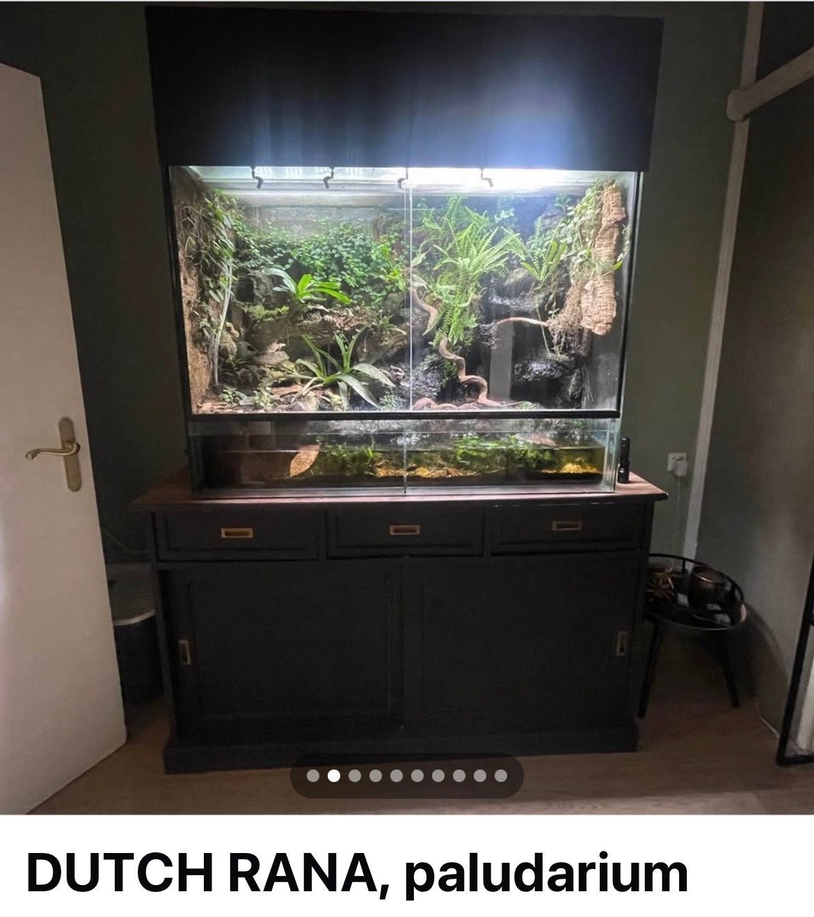 Dutch Rana paludarium COMPLEET, Ophalen