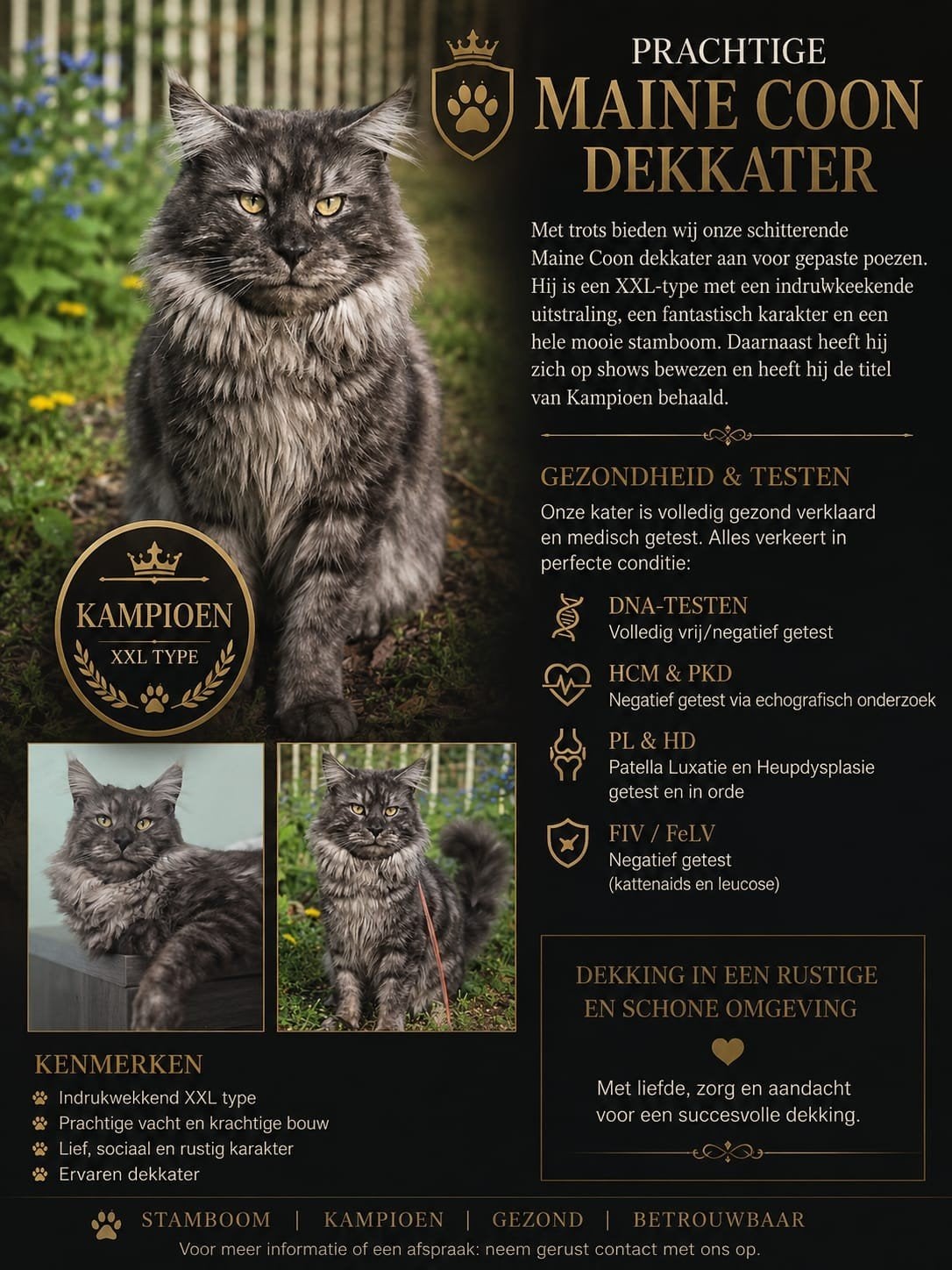 Kampioen maine coon dekkater met stamboom volledig getest, Kater, Met stamboom, 0 tot 2 jaar