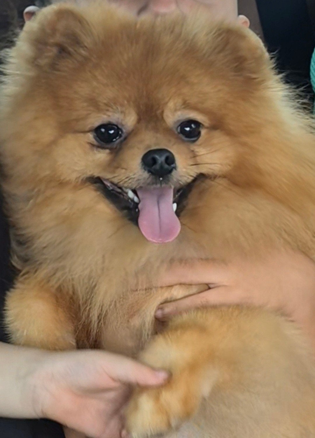 Pomeranian/Pomeriaan reutje 1.5 jaar goed thuis gezocht, 1 tot 2 jaar, Eén hond, Nederland, Particulier