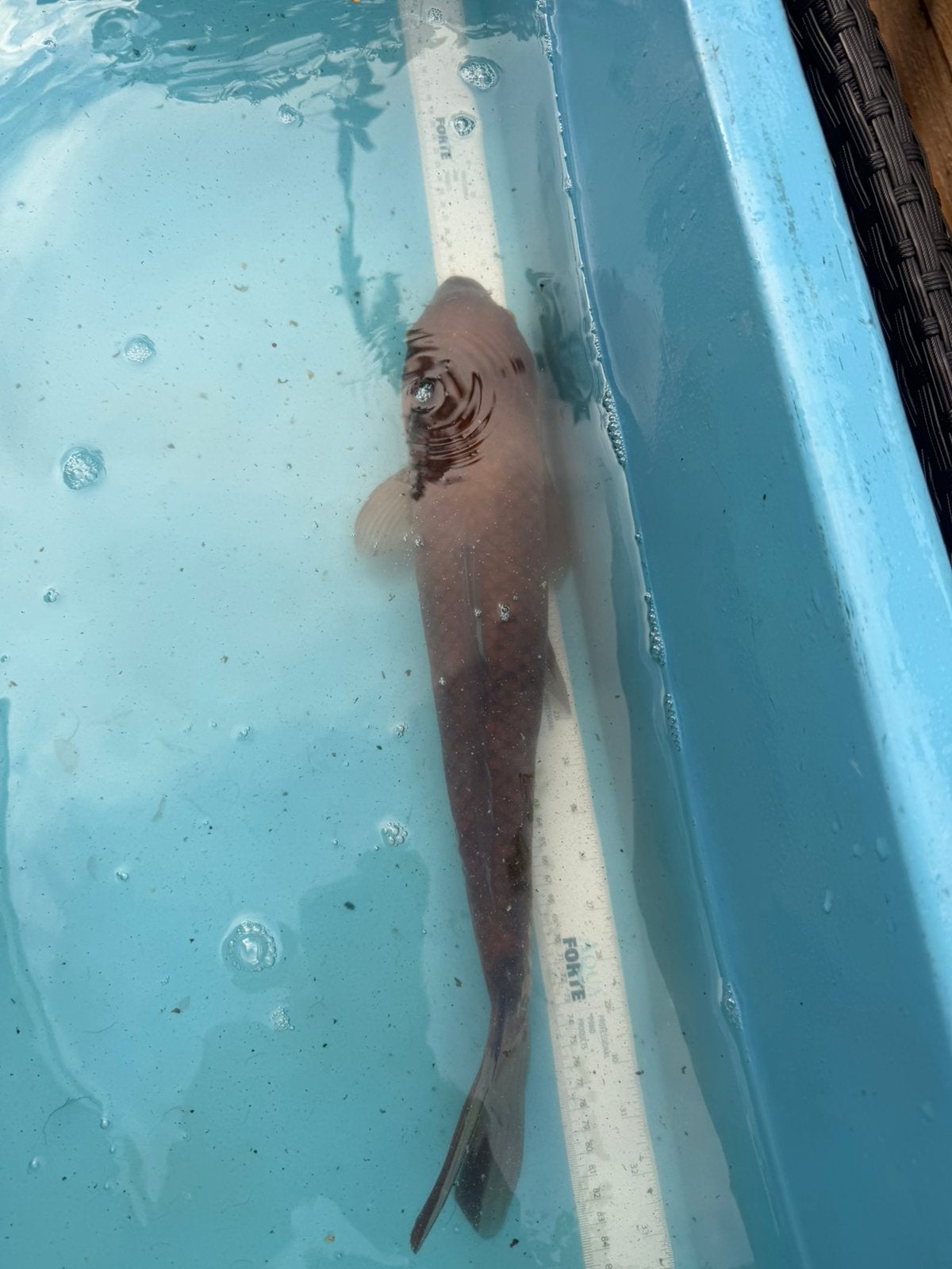 Ochiba koi, Hagedis, 0 tot 2 jaar