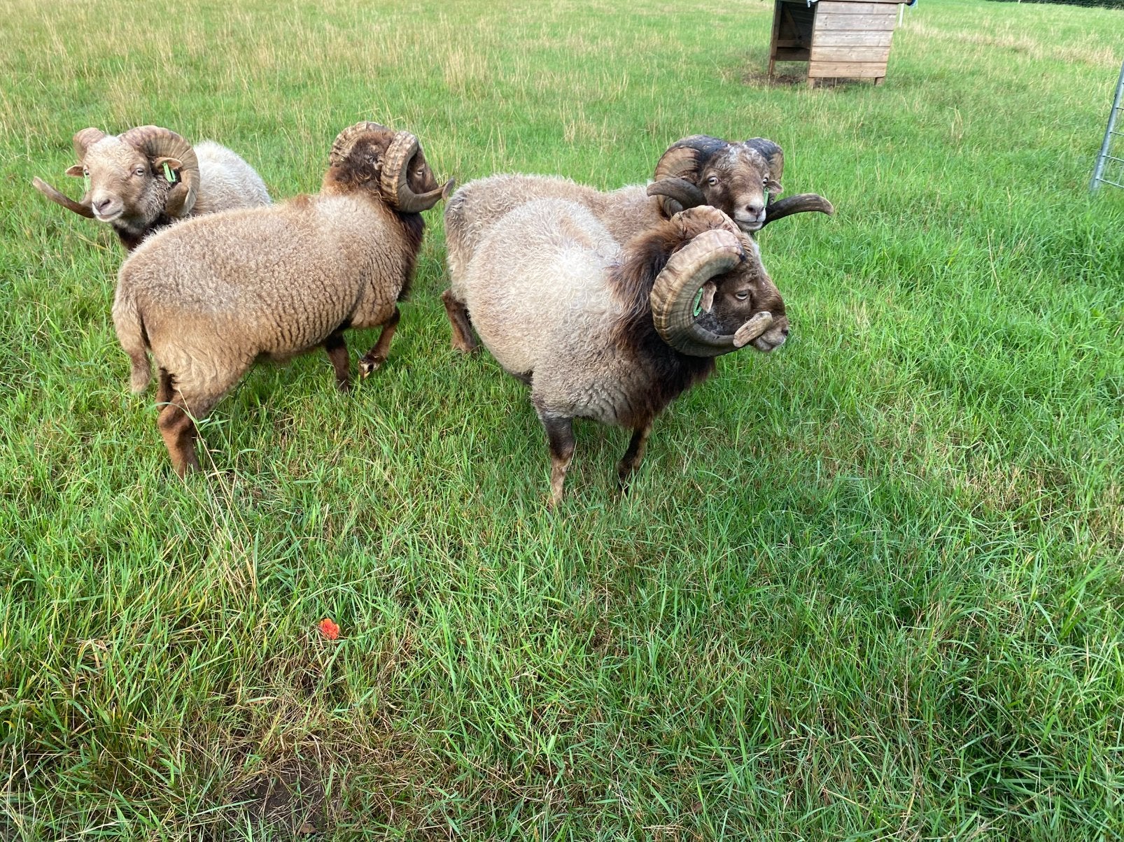Ouessant dekrammen te koop, Mannelijk, Schaap, 0 tot 2 jaar