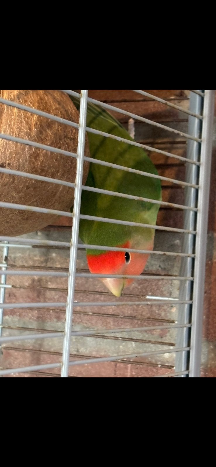 ‼️AGAPORNIS VERMISTT‼️, Geslacht onbekend, Dwergpapegaai of Agapornis
