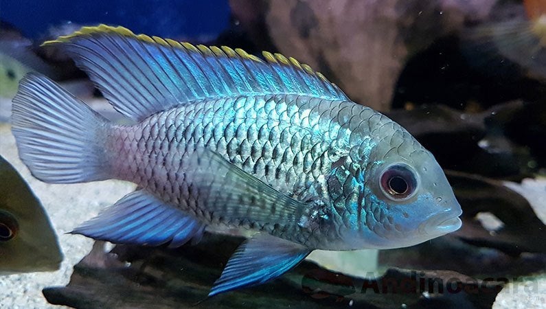 andinoacara pulcher alactric blue 3-4 cm €9,95, Vis, Zoetwatervis