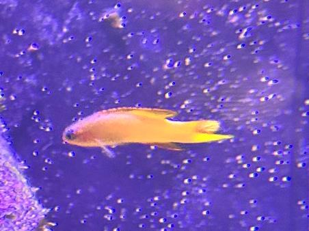 Yellow Assessor / reeftank, Vis