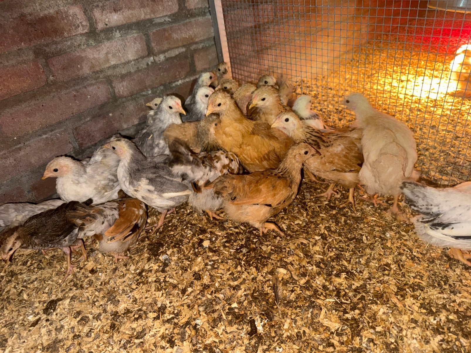 Wyandot kriel, Dieren en Toebehoren, Meerdere dieren, Kip