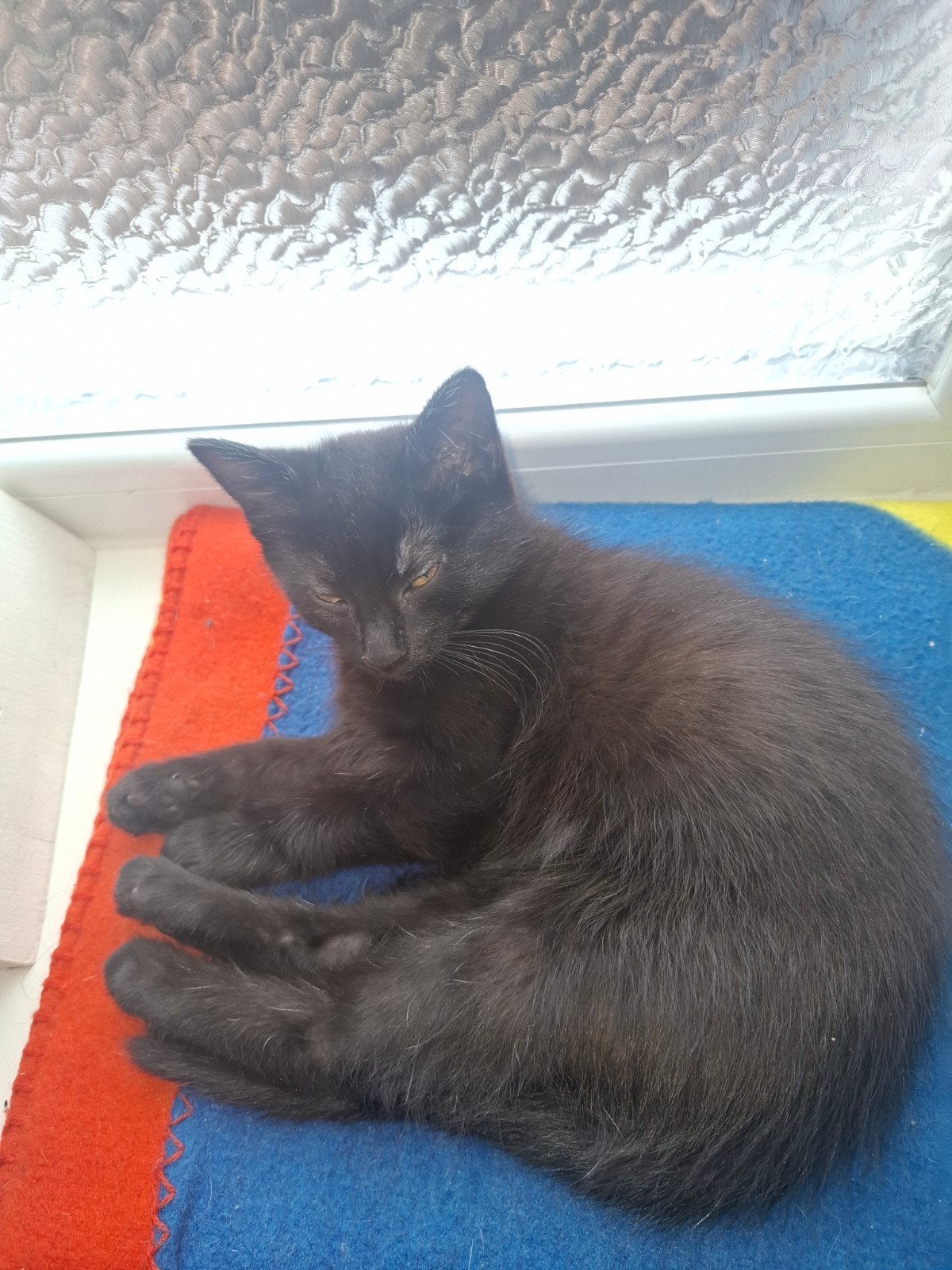 Kitten te koop, Dieren en Toebehoren, Katten en Kittens | Raskatten | Langhaar, Poes