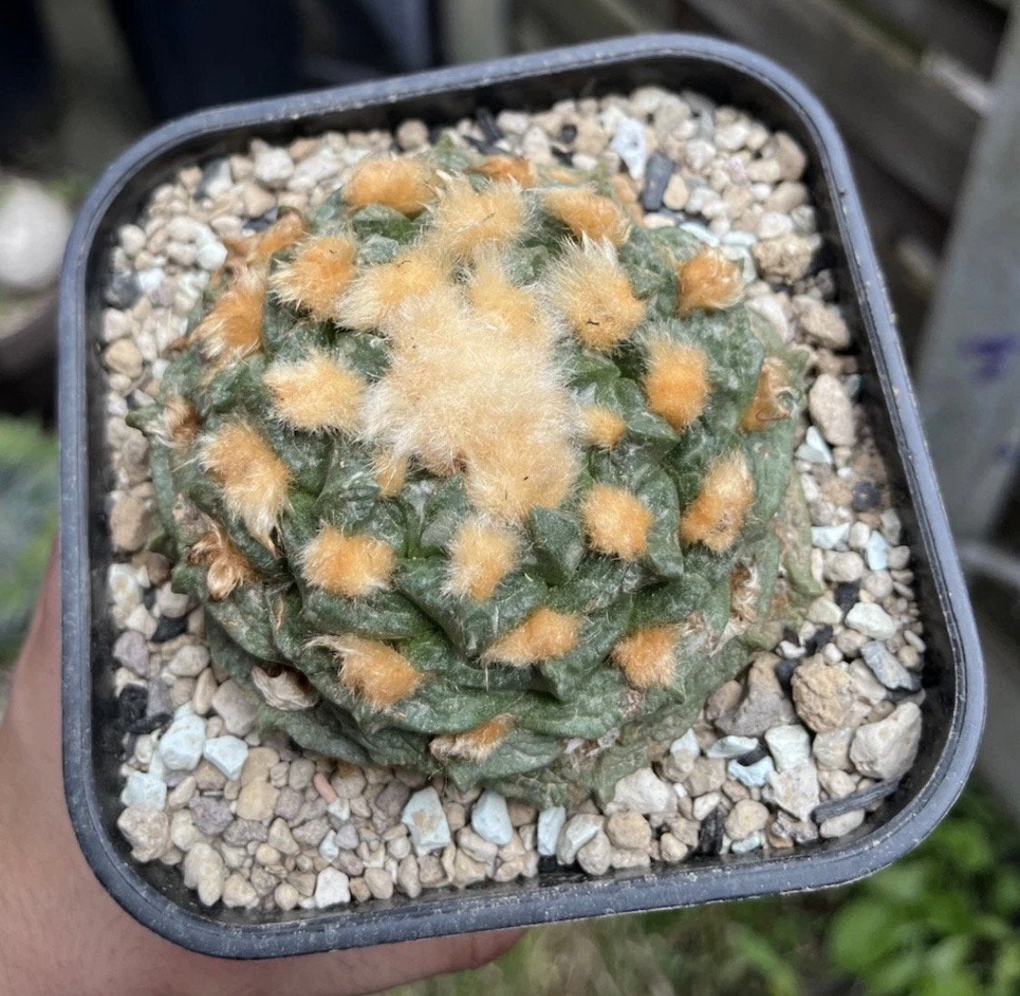 Ariocarpus fissuratus cuatro cienagas, Ophalen of Verzenden