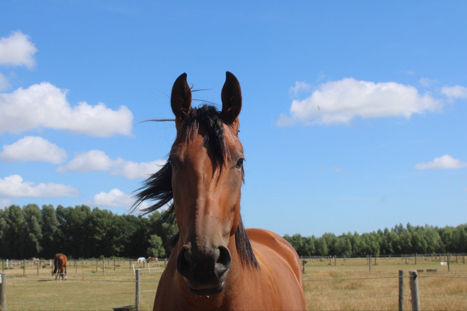 3 jarige merrie te koop, Merrie, 160 tot 165 cm, Dressuurpaard, 3 tot 6 jaar