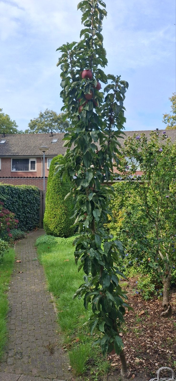 Appelboom van 4 m hoog, Tuin en Terras, Lente, 250 tot 400 cm, Zuilboom, Ophalen