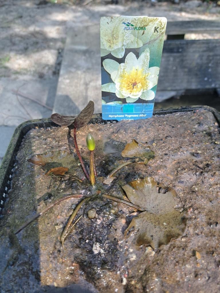 Waterlelies, dwerglelies, grote waterlelies compleet in mand, Tuin en Terras, Vijvers, Ophalen, Nieuw