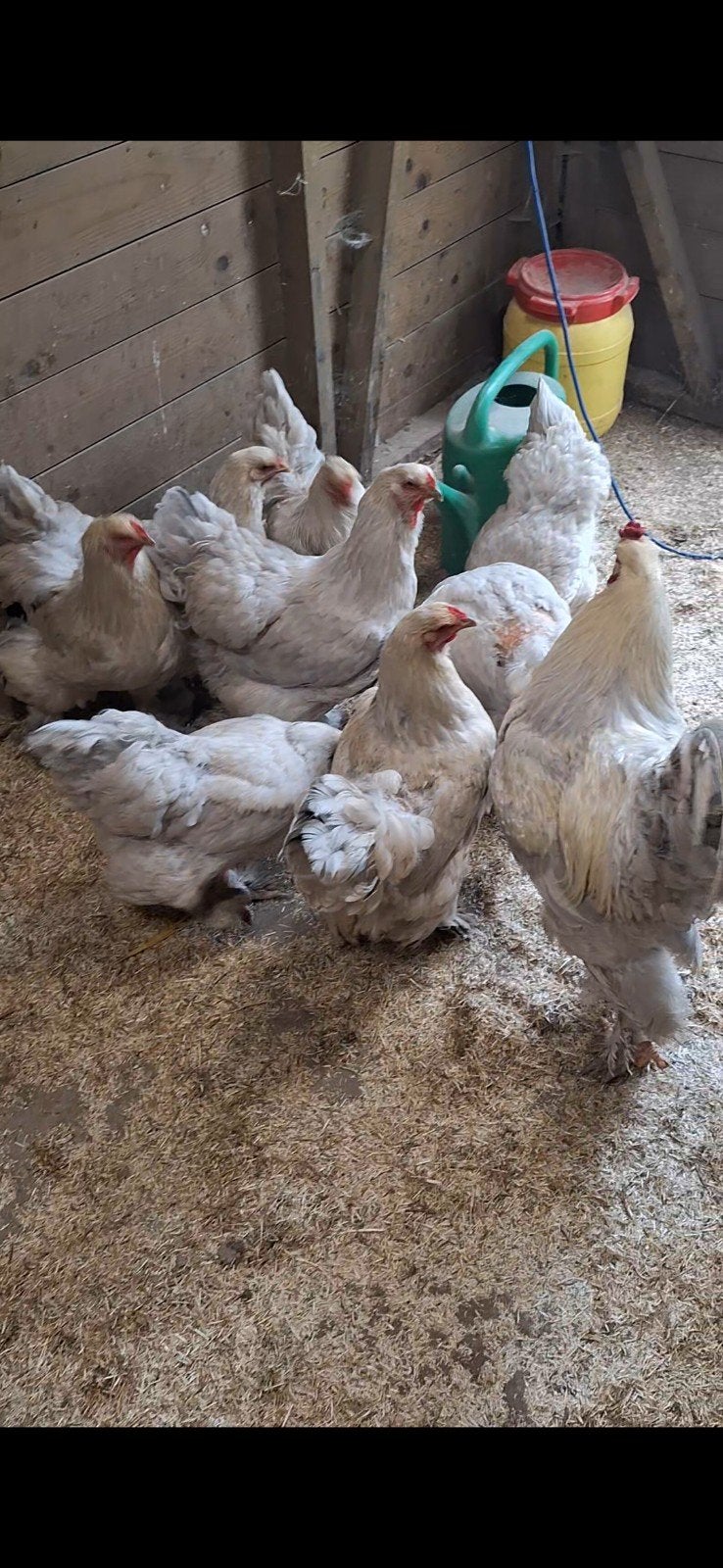 te koop 1-8 isabel brahma, Dieren en Toebehoren, Meerdere dieren, Kip
