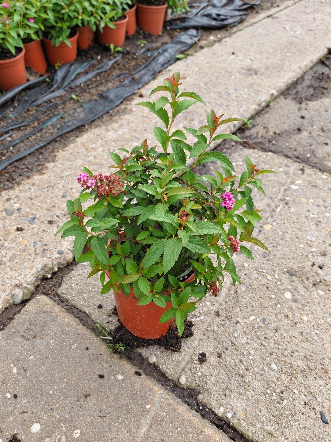 Spirea Japonica 'Anthony Waterer' - Compacte Roze Bloeier, Volle zon, Vaste plant, Zomer, Ophalen