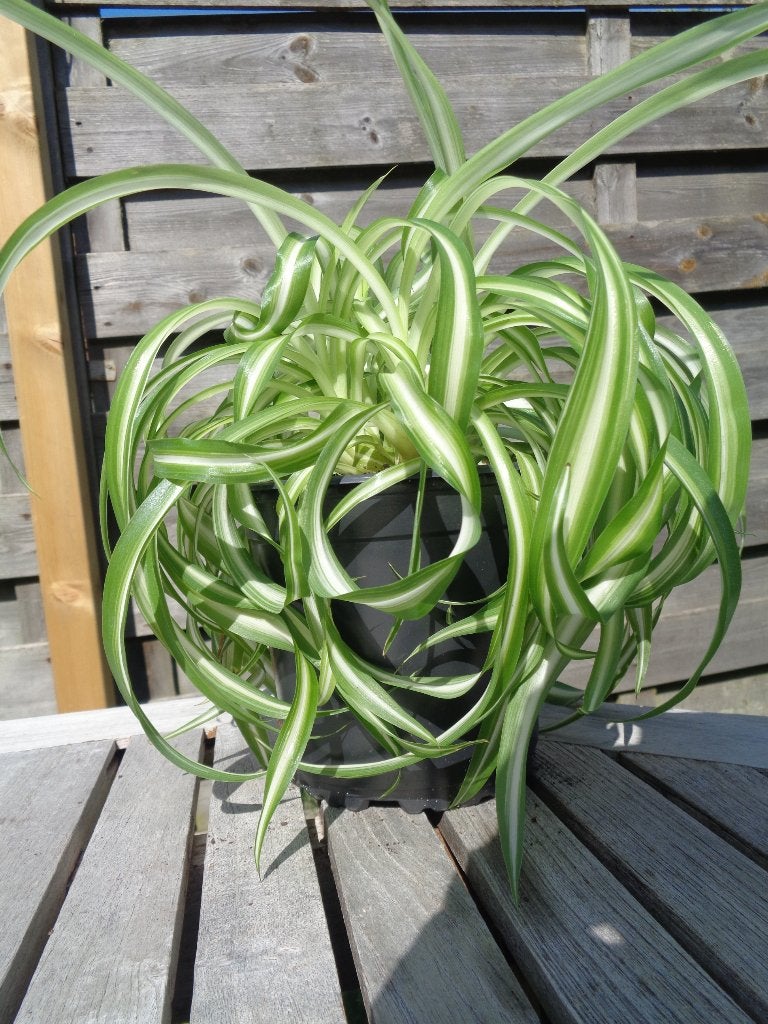 KRULGRASLELIE BONNIE Chlorophytum comosum kamer plant, Ophalen, Halfschaduw, Minder dan 100 cm