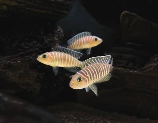 lamprologus similis groep, Vis