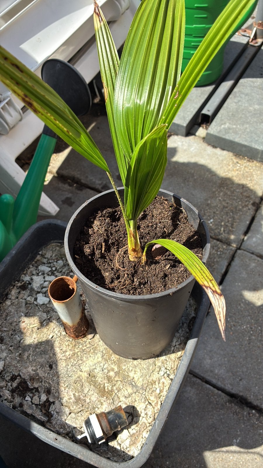 Trachycarpus fortunei, Ophalen, Eenjarig, Overige soorten, Halfschaduw