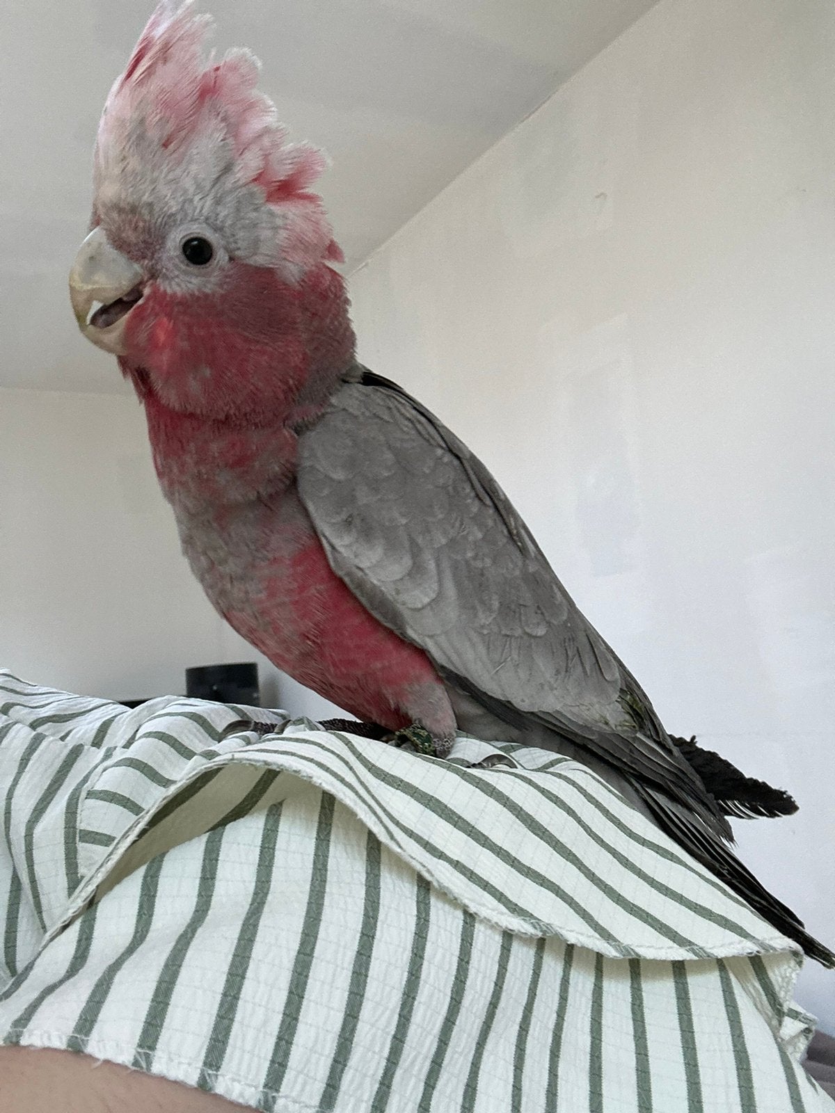 Lieve roze kaketoe pop, Vrouwelijk, Papegaai, Pratend