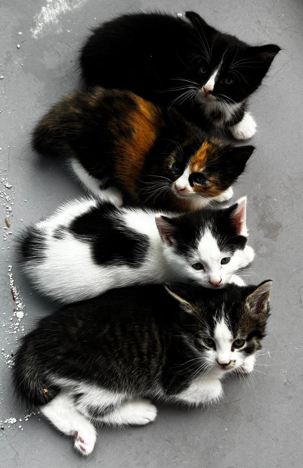 4 kittens, Meerdere dieren, Kortharig, 0 tot 2 jaar
