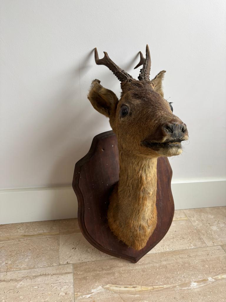 Opgezette reekop - Decoratieve wandmontage - taxidermie, Ophalen