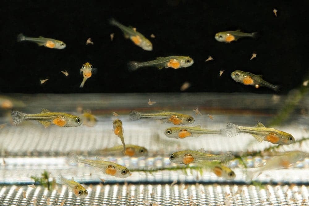 Baby guppies, Vis, Zoetwatervis, Schoolvis