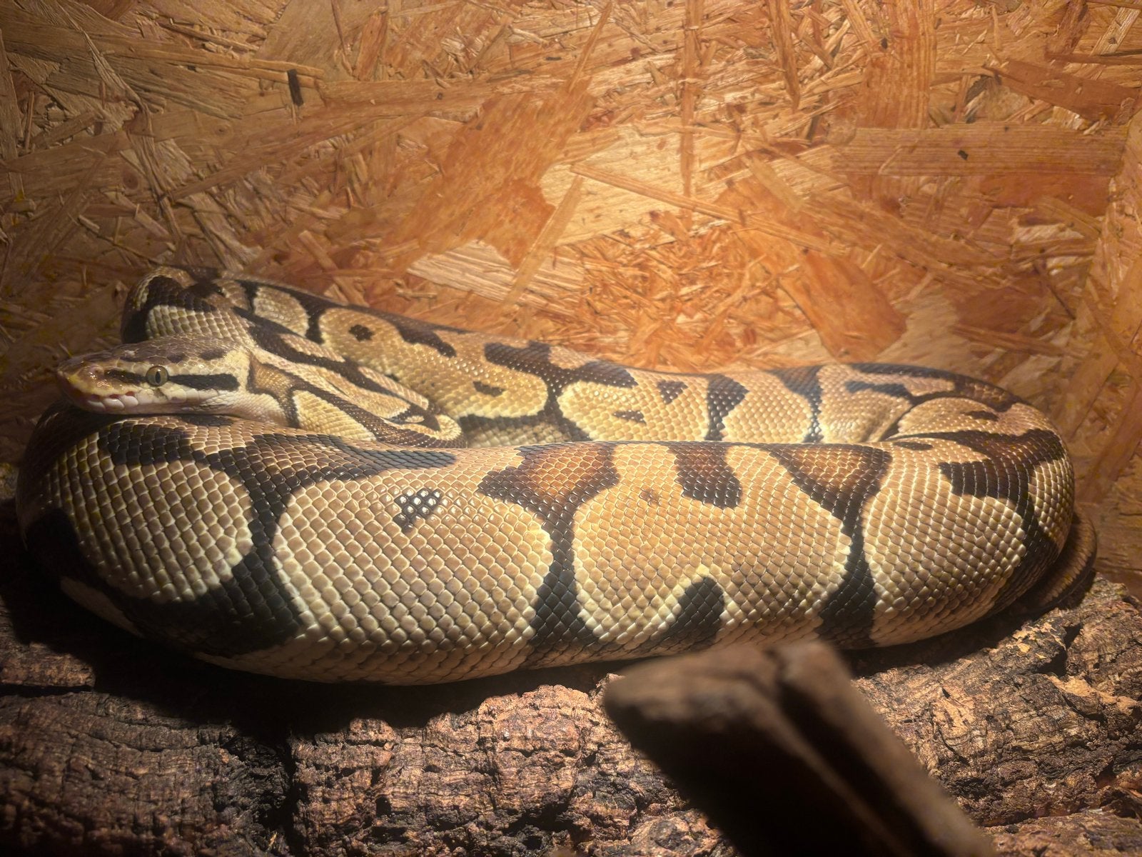 Koningspython met terrarium Ball Python photo 3