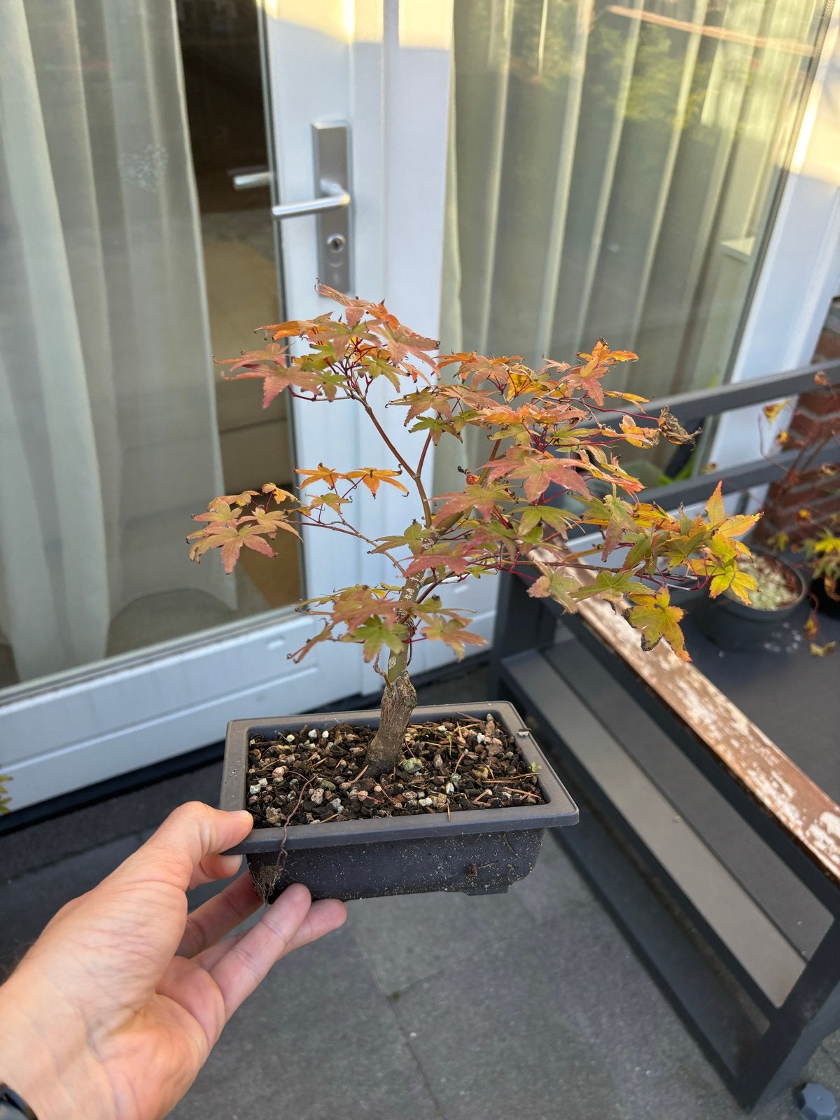 Deshojo Japanse Esdoorn - Prachtige Bonsai, Vaste plant, Bloeit niet, Halfschaduw, Ophalen