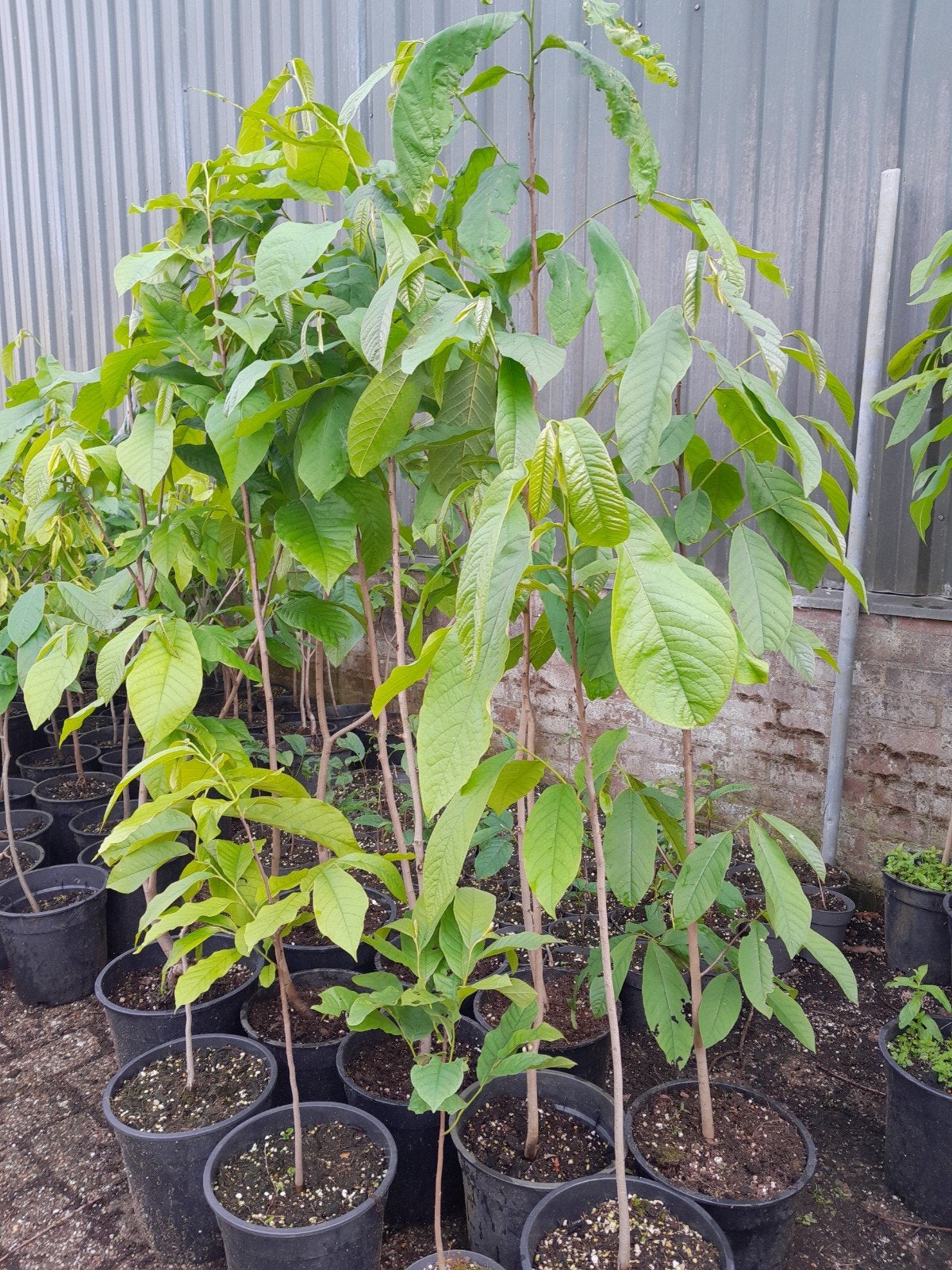 Asimina Triloba pawpaw boom, Ophalen, Overige soorten, Volle zon