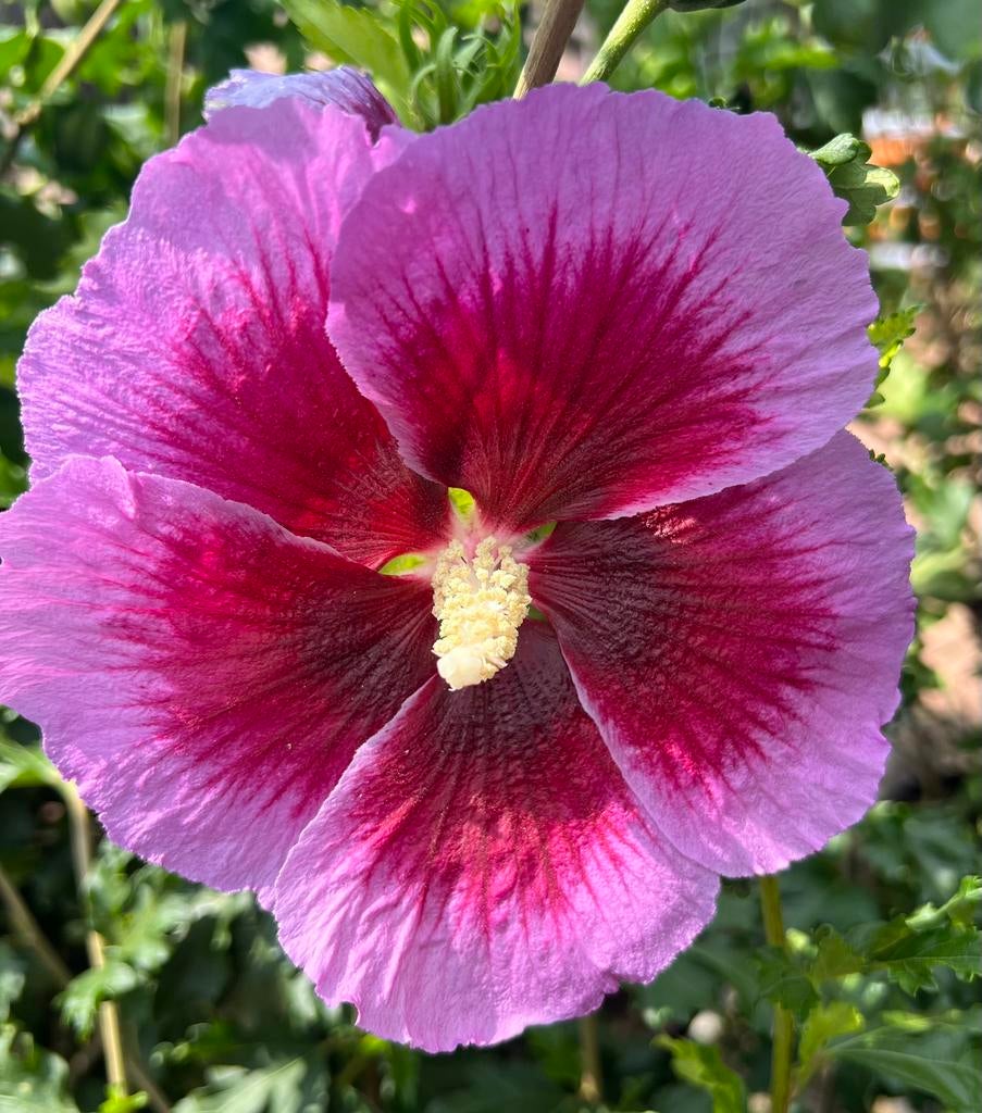 Hibiscus planten in diverse kleuren bloemen ✅ UITZOEKEN, Ophalen of Verzenden, Volle zon