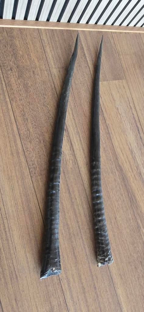 Gepolijste Gemsbok Hoorns - Decoratief, Verzamelen, Dierenverzamelingen, Ophalen of Verzenden, Zo goed als nieuw, Gewei of Kop