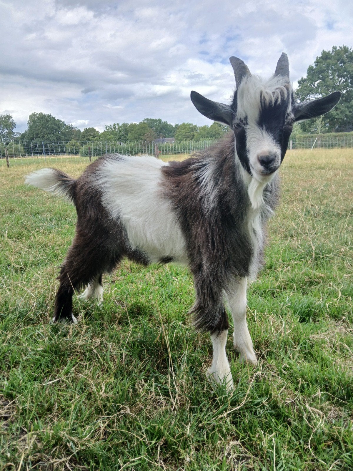 Mooie Jonge Landgeiten Dekbok, Dieren en Toebehoren, Schapen, Geiten en Varkens, Mannelijk, Geit, 0 tot 2 jaar