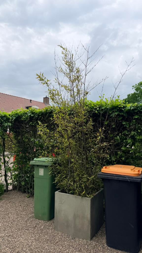 Zwarte bamboe in vierkante pot van 60x60 cm, Tuin en Terras, Planten | Bomen, Bloeit niet, Halfschaduw, Olijfboom, 250 tot 400 cm