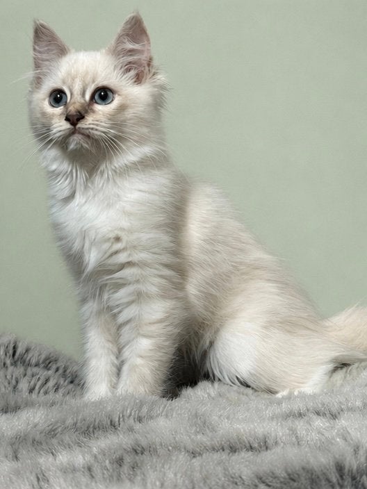 Speelse Ragdoll kittens mogen naar nieuw thuis, Meerdere dieren, Gechipt, 0 tot 2 jaar