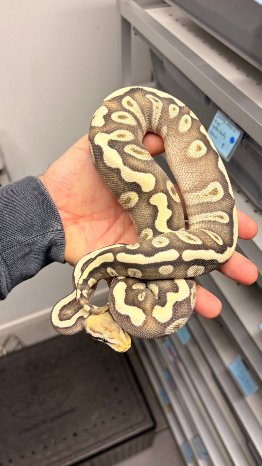 Pastel mojave ghi desert ghost ball python