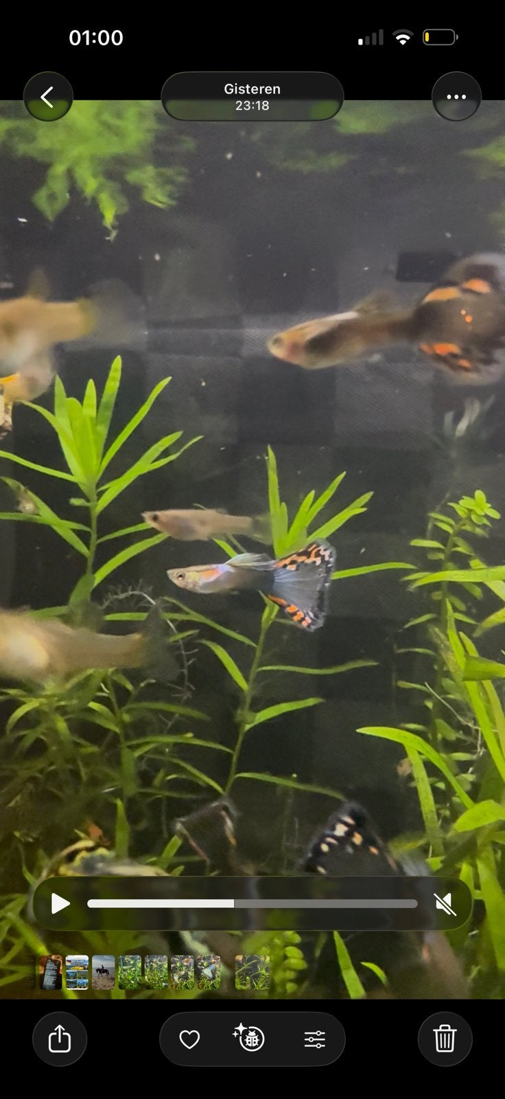Guppen guppies guppys, Dieren en Toebehoren, Vissen | Aquariumvissen, Vis