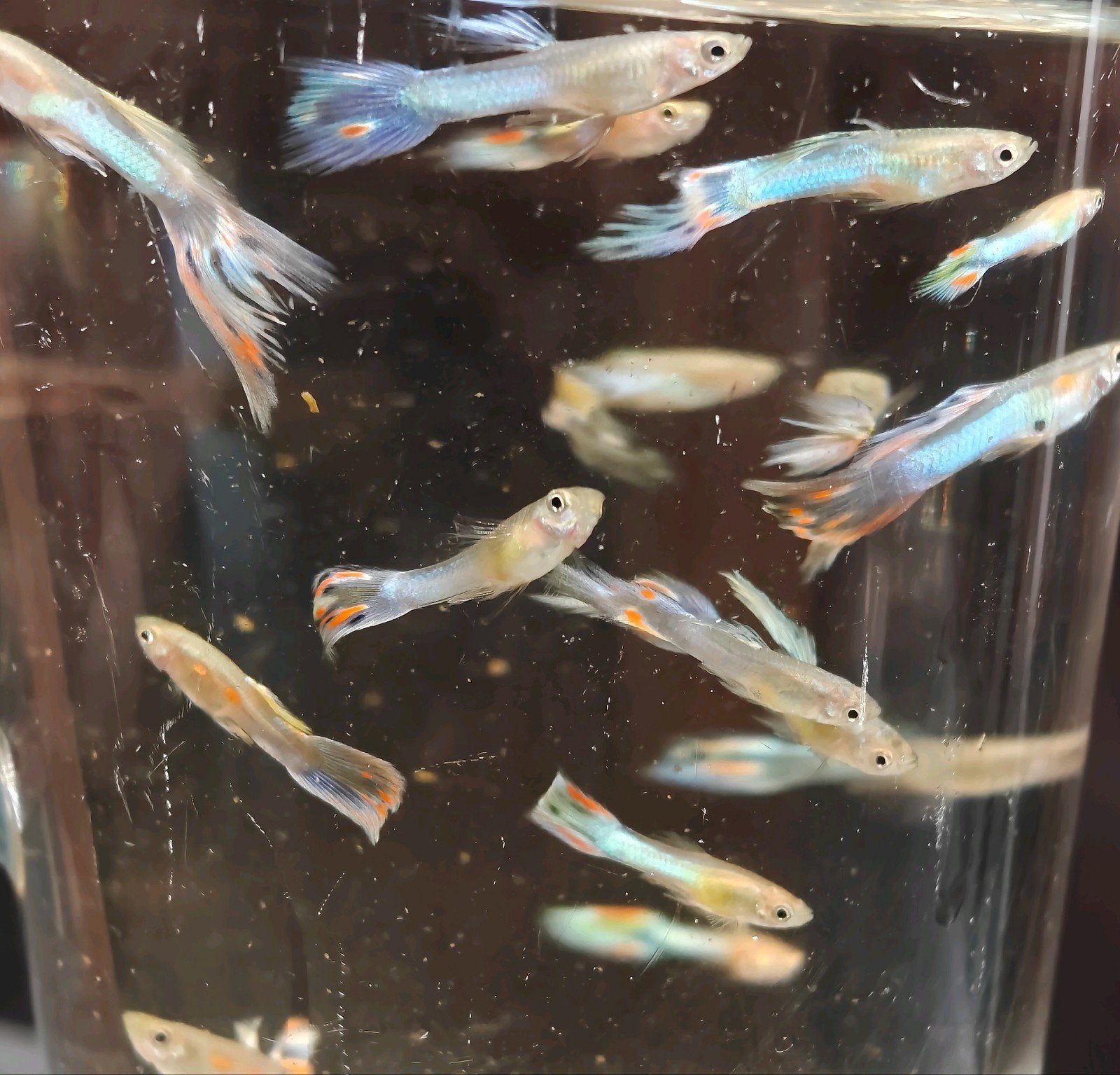 mannelijke guppen Japanese blue mix 16x €10,-, Dieren en Toebehoren, Vissen | Aquariumvissen, Vis