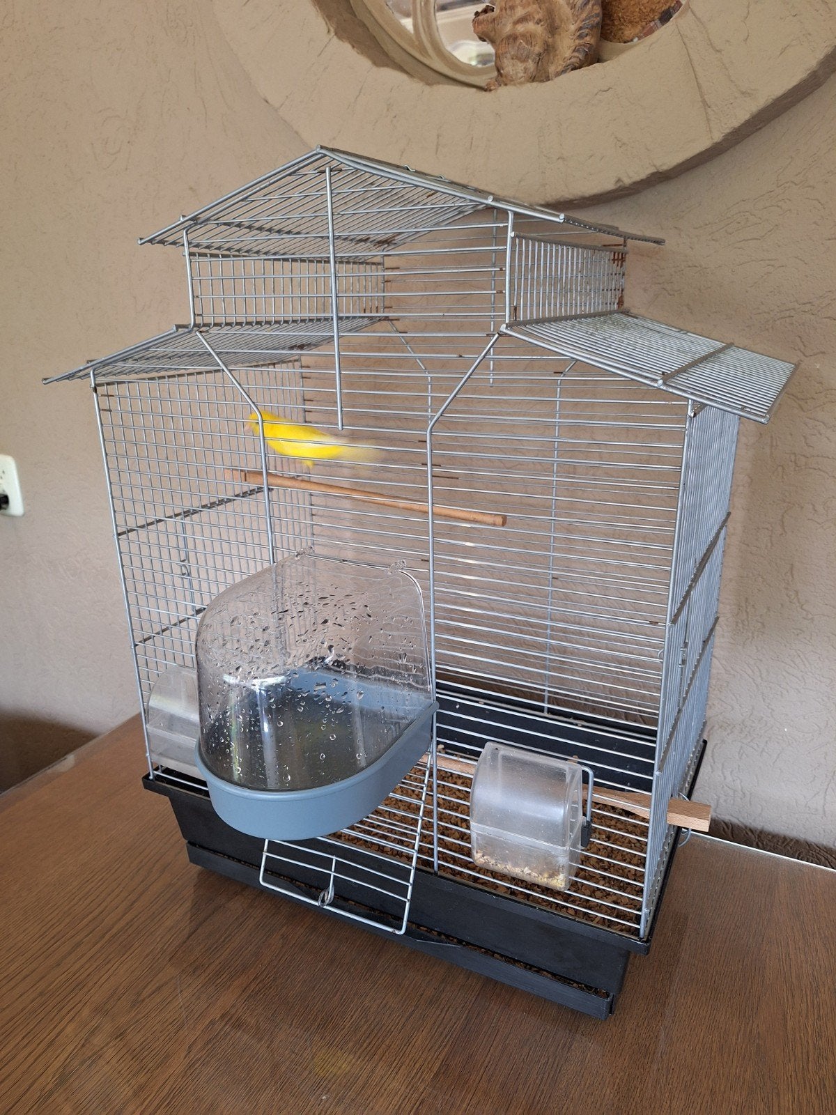 Kanarie met kooi, Dieren en Toebehoren, Vogels | Kanaries, Mannelijk, Zangkanarie