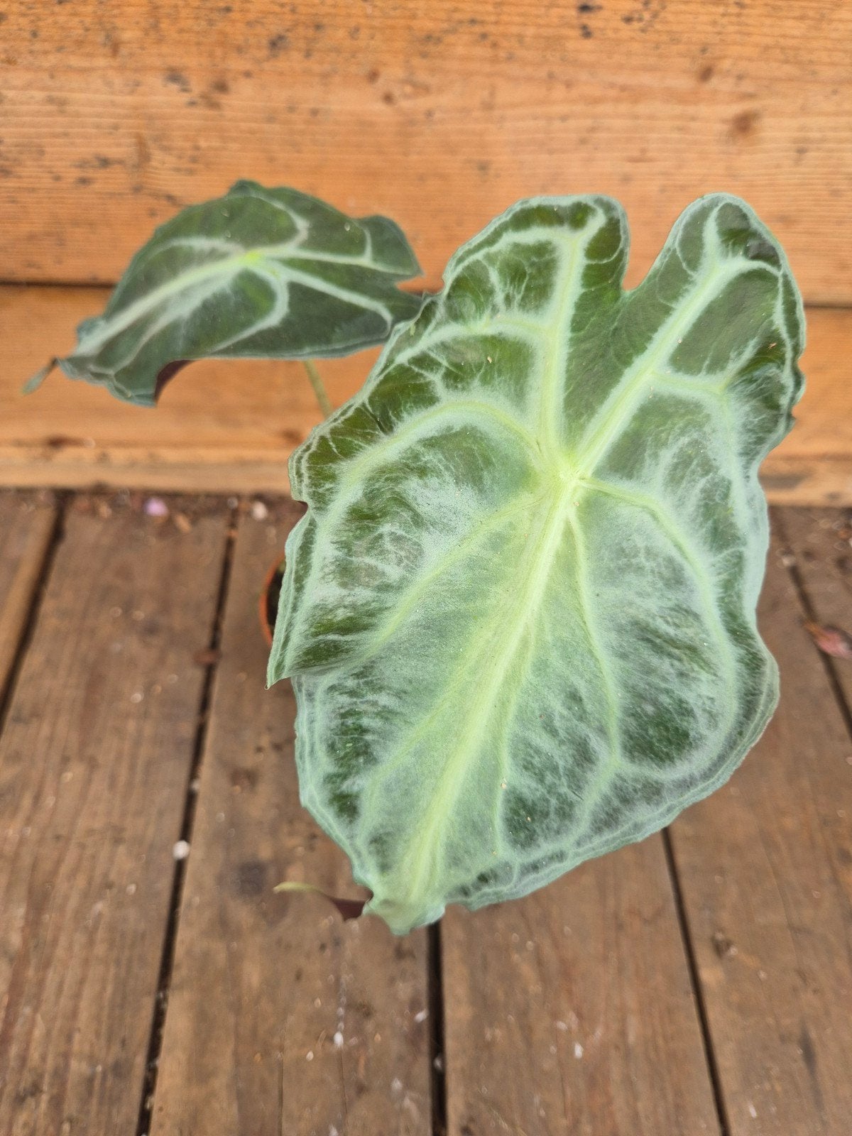 Alocasia Venom p8 (3), Huis en Inrichting, Ophalen of Verzenden, Halfschaduw, Minder dan 100 cm