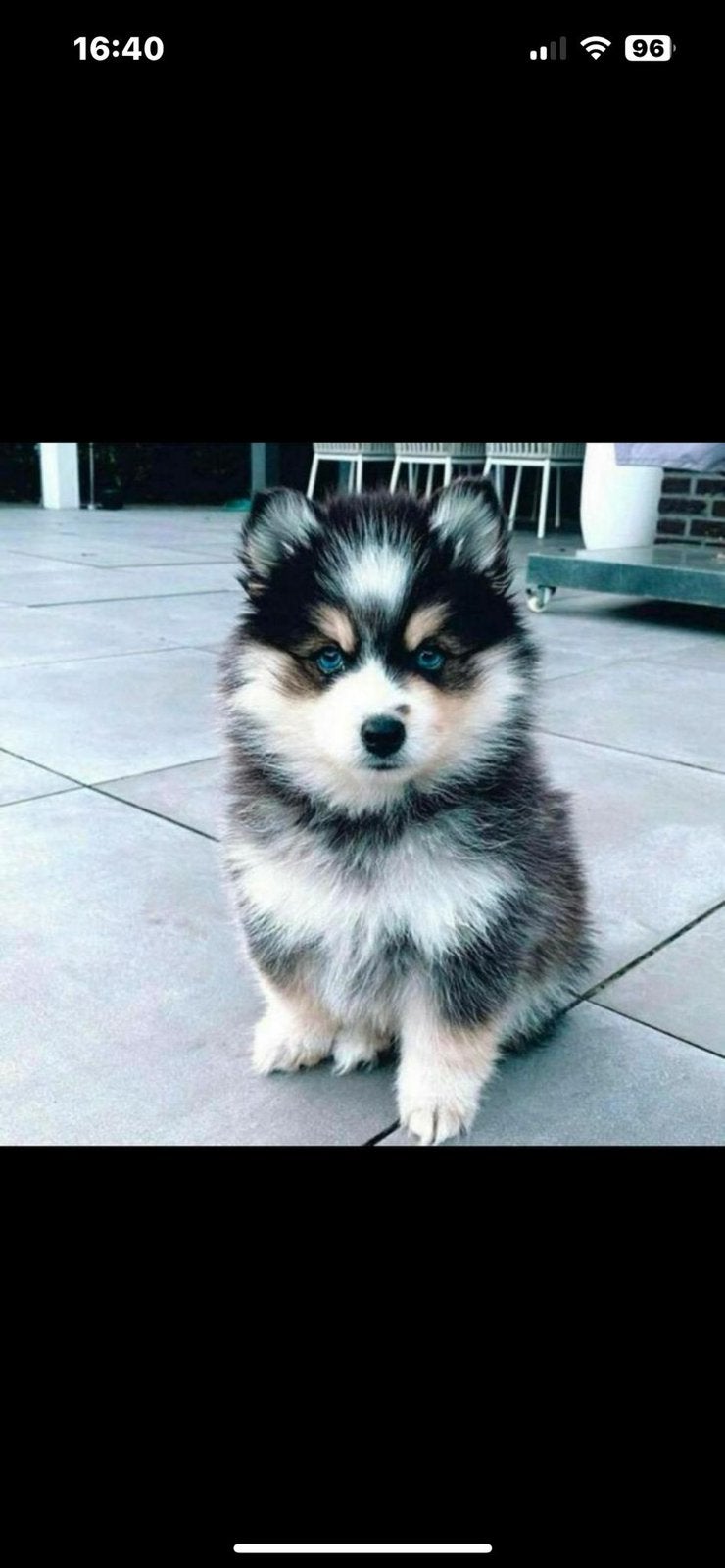 Prachtige sociale Pomsky pups , mini Husky , Health Breeding, Parvo, Nederland, 8 tot 15 weken, Poolhond