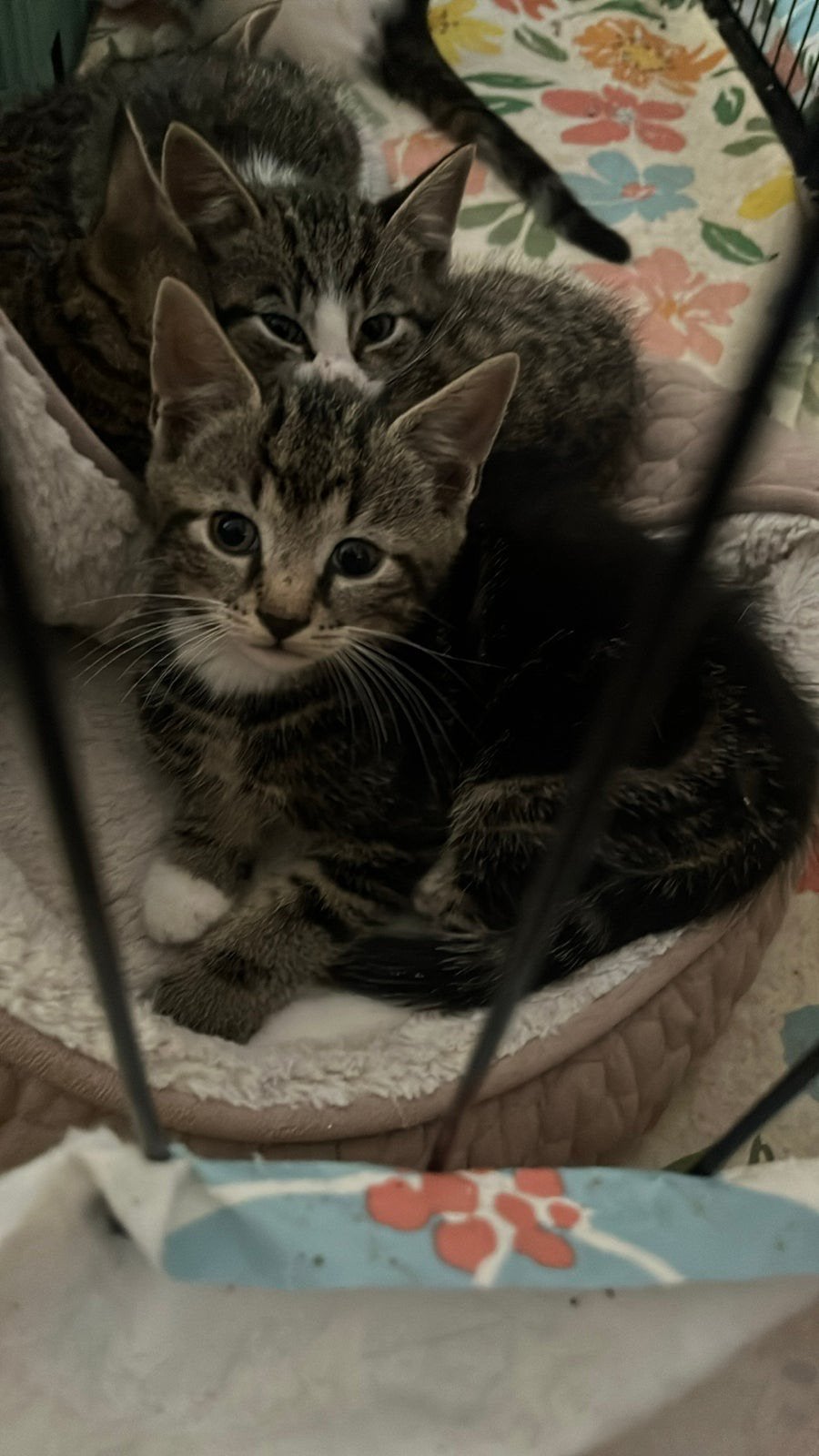 Leuke cyperse kittens, Dieren en Toebehoren, Meerdere dieren