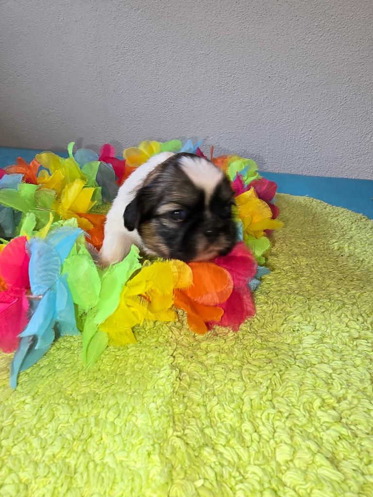Shih tzu pups (NOG 1 REUTJE OVER), Dieren en Toebehoren, Parvo, Overige rassen, 8 tot 15 weken, Meerdere